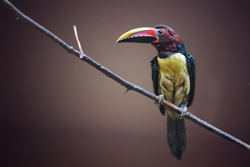 Tucan Schwarzarassaris