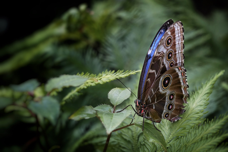 blauer Morphofalter