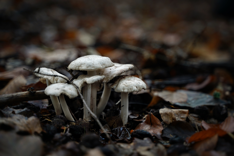 Pilze