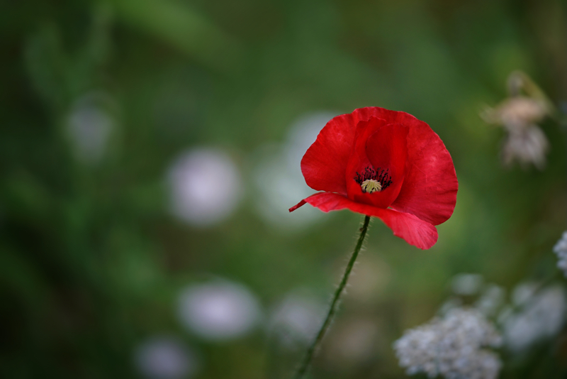 Mohnblume
