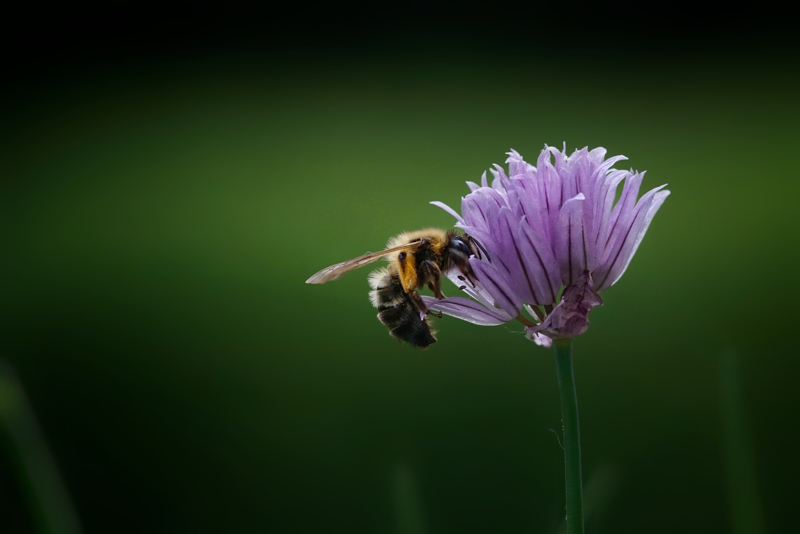 Schnittlauchblüte mit Biene
