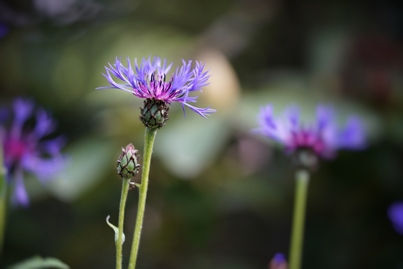 Kornblume
