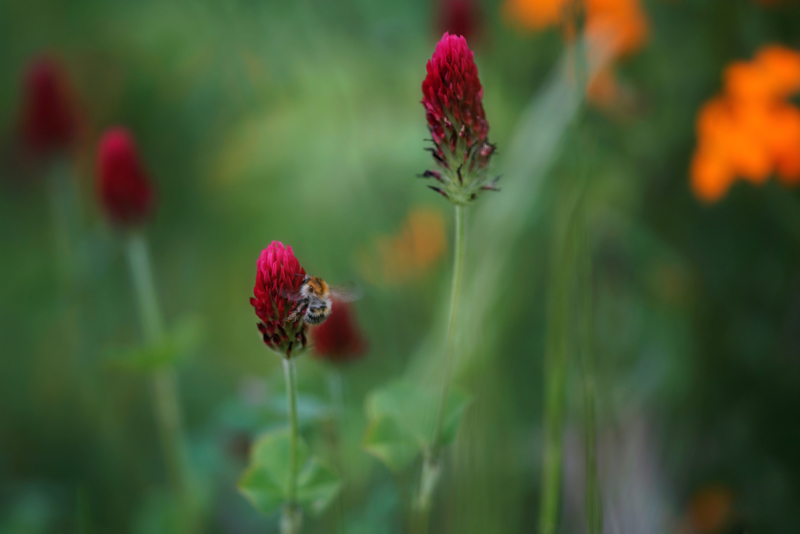 roter Klee mit Hummel